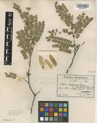 Image result for Abrus melanospermus