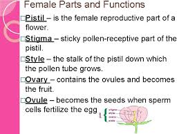 Flower is the reproductive part of most of the plants. Parts And Functions Of A Flower Male Parts