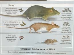 Sarl raymond lheureux et fils :: Bromatologia En Casa A Twitter La Composicion Del Excremento Es Muy Diferente Poruqe Que El Murcielago Se Alimenta De Insectos Y El Roedor No