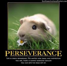 Find the newest guinea pig funny meme. Cute Guinea Pig Quotes Quotesgram