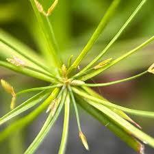 Image result for Cyperus tenuispica
