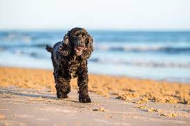 Maybe you would like to learn more about one of these? Moving Pets To Hawaii Shipping Pet Travel Experts