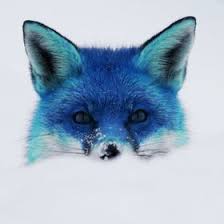 Blue Fox Fox In Snow Animals Beautiful Animal Antics