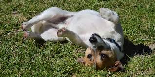 Because it's much easier to teach a roll over if your dog is lying down first. How To Teach Your Dog To Roll Over Point Cook Dog Training Day Care