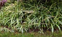 We did not find results for: Spider Plant Chlorophytum Comosum Wisconsin Horticulture