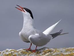 Shore Birds Of Cape Cod Image Result For Terns Bird Life List Sea Birds Birds