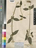 Image result for Cyathula cylindrica