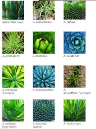 Succulents Identification Chart Succulents Planting