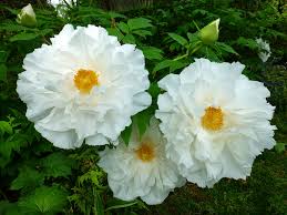 Paeonia suffruticosa (tree peony) godaishu пион древовидный годайсю. Japanese Tree Peony Renkaku White Blooms 2 Year Bareroot Walmart Com Walmart Com