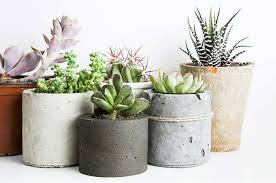 Los diferentes tipos de plantas especiales para interiores son de vital importancia para la decoración de los diferentes ambientes de nuestra vivienda. Plantas De Interior En Decoracion Tipos Y Consejos Para Casa