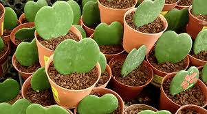 Also known as 'lucky heart' or the 'sweetheart plant'. Hoya Kerrii Guide How To Take Care Of A Hoya Kerrii Plant