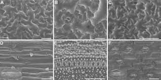 Plant cells are eukaryotic cells with a true nucleus along with specialized structures called organelles that carry out certain specific functions. some of these differences can be clearly understood when the cells are examined under an electron microscope. Frontiers Comparison Of Sample Preparation Techniques For Inspection Of Leaf Epidermises Using Light Microscopy And Scanning Electronic Microscopy Plant Science