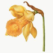 Blooming Daffodil Flower Png Element Hand Drawn Free Image By Rawpixel Com Eve Daffodil Flower Botanical Illustration Daffodils