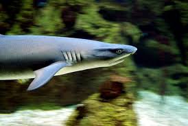 Im haus des meeres, auch genannt aqua terra zoo werden auf über 4.000m2 mehr als 10.000 tiere gezeigt! Haus Des Meeres Vergleiche Tickets