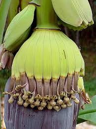 Image result for Musa sp. (Ornamental bananas)