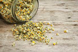 Chamomile is a gentle herb known throughout most of the world which has been used continually for many centuries. Chamomile Preservation A Guide To Chamomile Drying Techniques