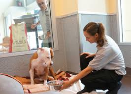 Check spelling or type a new query. Animal Care Sheltering Peninsula Humane Society Spca