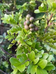 Image result for Haplocoelum inoploeum