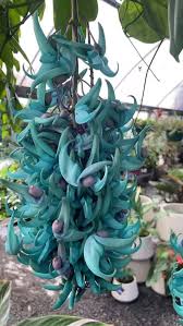 Image result for Strongylodon macrobotrys