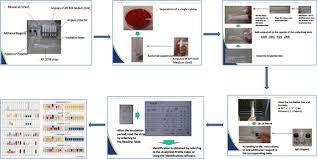 Cultural Physiological And Biochemical Identification Of