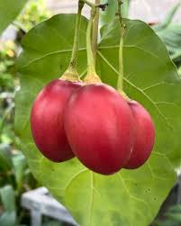 Image result for Solanum betaceum