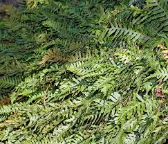 Image result for Lellingeria