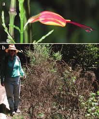 Image result for Mimulopsis arborescens