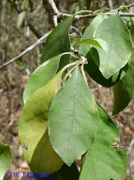 Image result for Pisonia aculeata