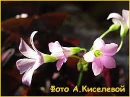 Image result for Oxalis anthelmintica