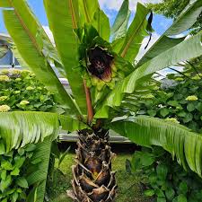 Image result for Ensete ventricosum