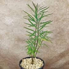 Image result for Euphorbia serratifolia