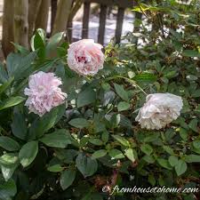 These flowers come in many hues, including white. Fragrant Flowers 10 Perennial Plants With The Most Beautiful Scent Gardening From House To Home