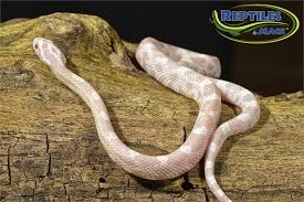 All of these health issues require treatment by a reptile veterinarian. Corn Snake Care Sheet Reptiles By Mack