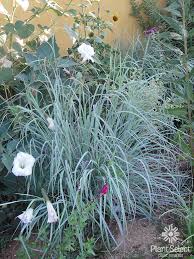 Image result for Andropogon