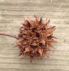 What better way to get your stress out than to poke, pull, and prod this thing? The Most Dangerous Tree In The Suburbs American Orchard