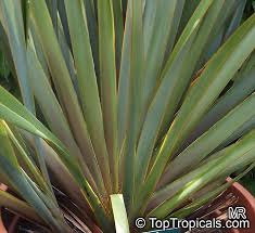 Image result for Phormiaceae