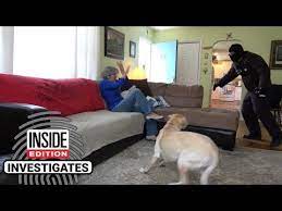 Dogs Tested To See Whether They D Defend Owner During Home Invasion Youtube