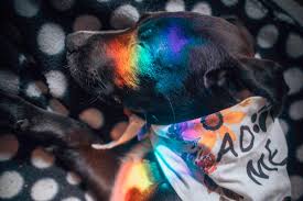 In the last ten years we have placed over 1500 rabbits and small animals into new homes and safe foster care. Fundraiser By Thomas Mccallum Thomas S Campaign For Hopalong Animal Rescue