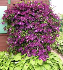 Maybe you would like to learn more about one of these? Powojnik Clematis Warszawska Nike 7560308772 Oficjalne Archiwum Allegro