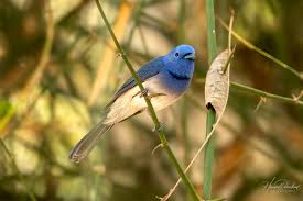 Image result for Hypoxis monanthos