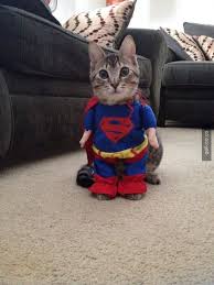 Super Kedi Sevimli Kediler Ve Yavrulari Cok Sirin Hayvanlar Ve Komik Hayvanlar