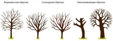 Як правильно обрізати абрикос
