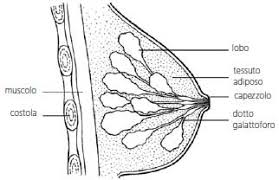 How to walk the talk of diversity, equity, and inclusion it’s easy to view the corporate world’s growing emphasis on dei—diversity, equity, and inclusion—with cynicism. Tumore Al Seno Aimac Associazione Italiana Malati Di Cancro