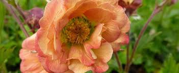 The geum mai tai enjoys its time under the full sun or in partial shade. Geum Avens Geum Mai Tai