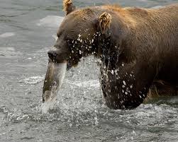 Young and weakened animals), and even human garbage if it is easily accessible. Wonderful Bear Pictures
