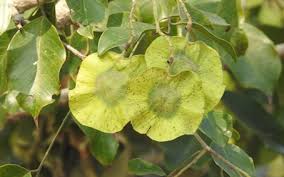 Image result for Pterocarpus
