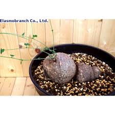 Image result for Momordica boivinii