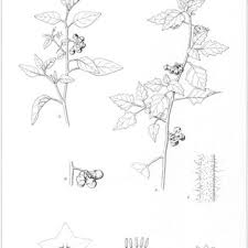 Image result for Solanum grossidentatum