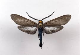 Image result for Cissus faucicola