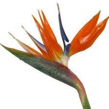 Bird Of Paradise Wholesale Flowers Birds Of Paradise Flower Birds Of Paradise